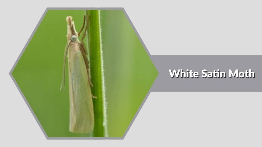 White Satin Moth