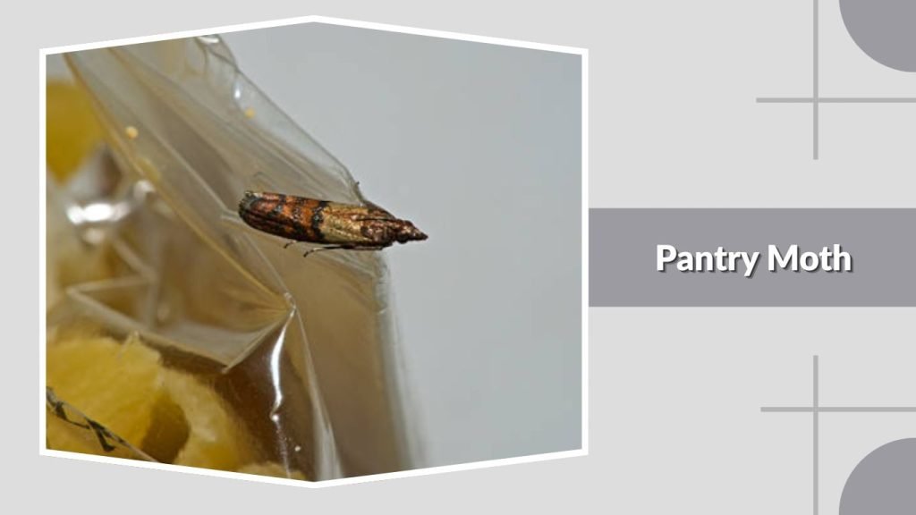  Pantry Moth