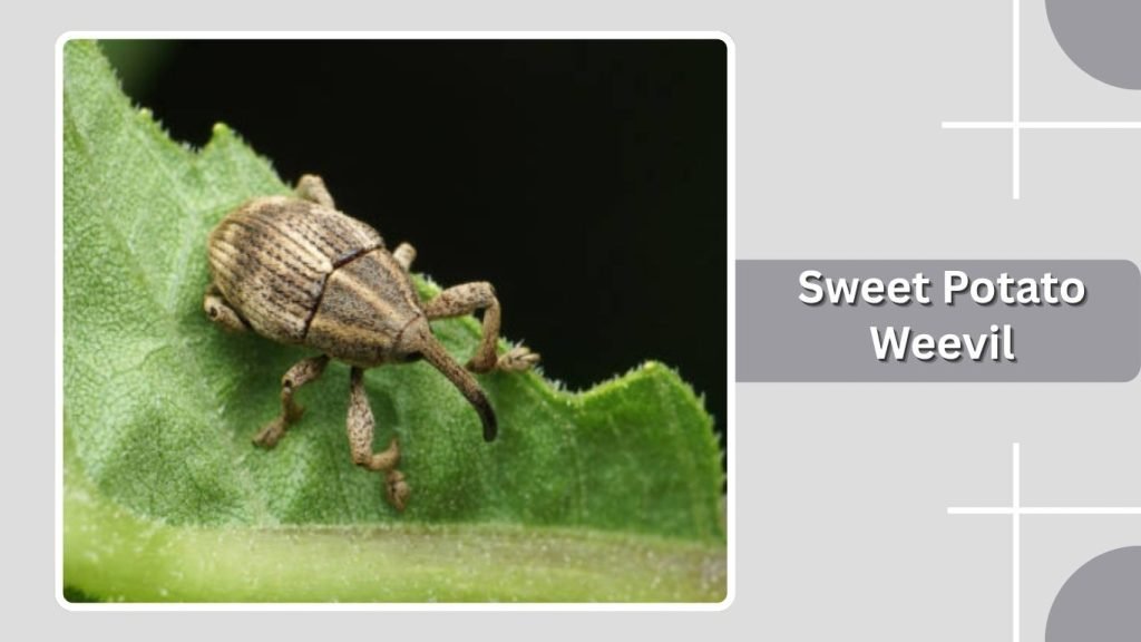 Sweet Potato Weevil