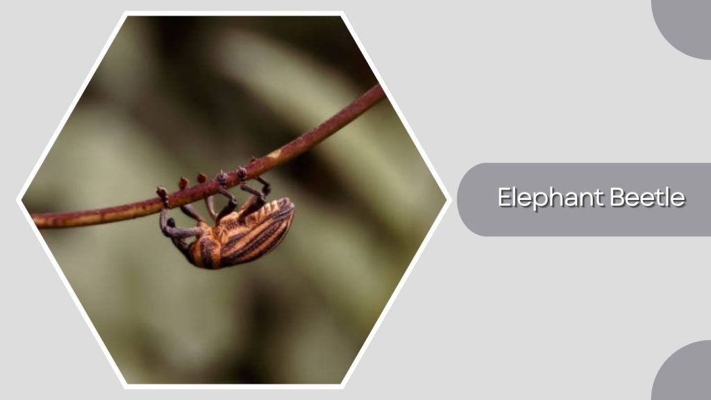 Elephant Beetle