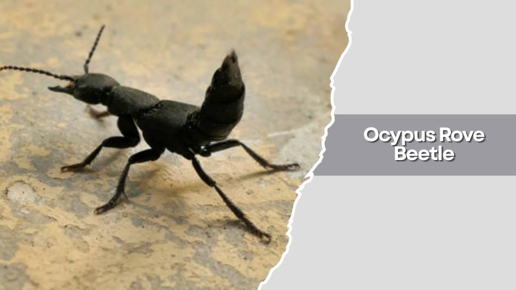 Ocypus Rove Beetle