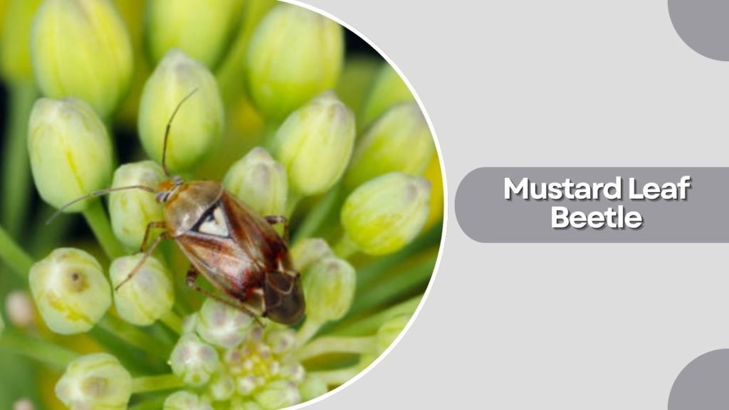 Mustard Leaf Beetle