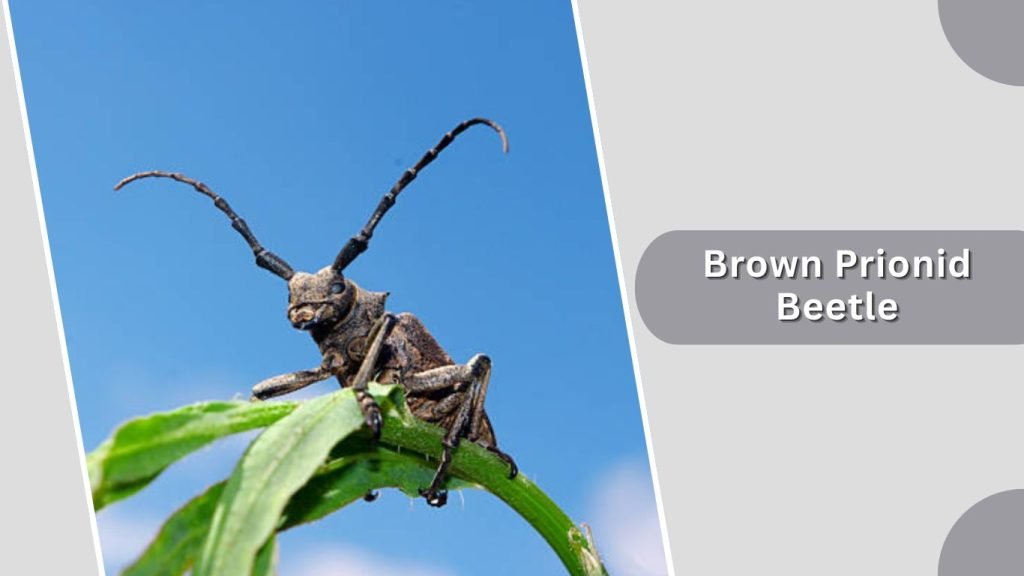Brown Prionid Beetle