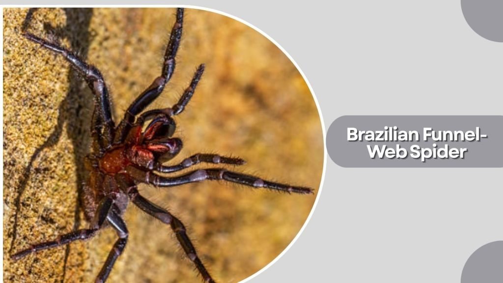  Brazilian Funnel-Web Spider