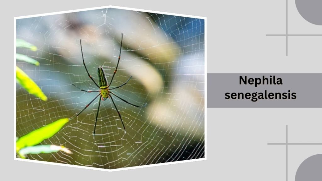 Nephila senegalensis