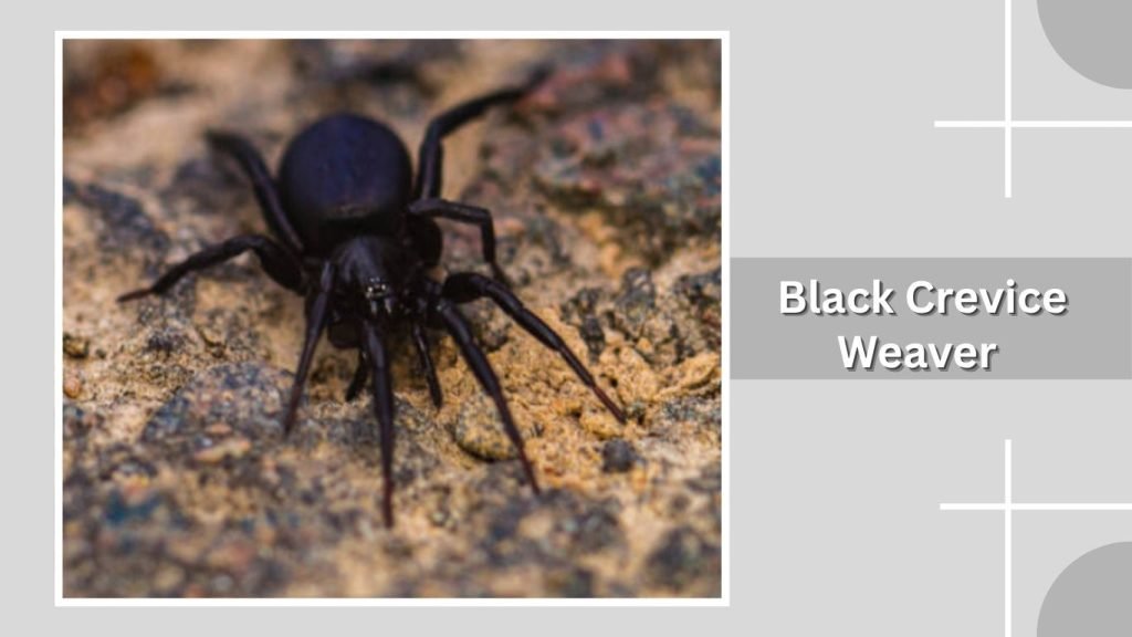 Black Crevice Weaver