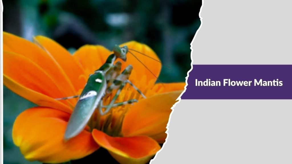  Indian Flower Mantis