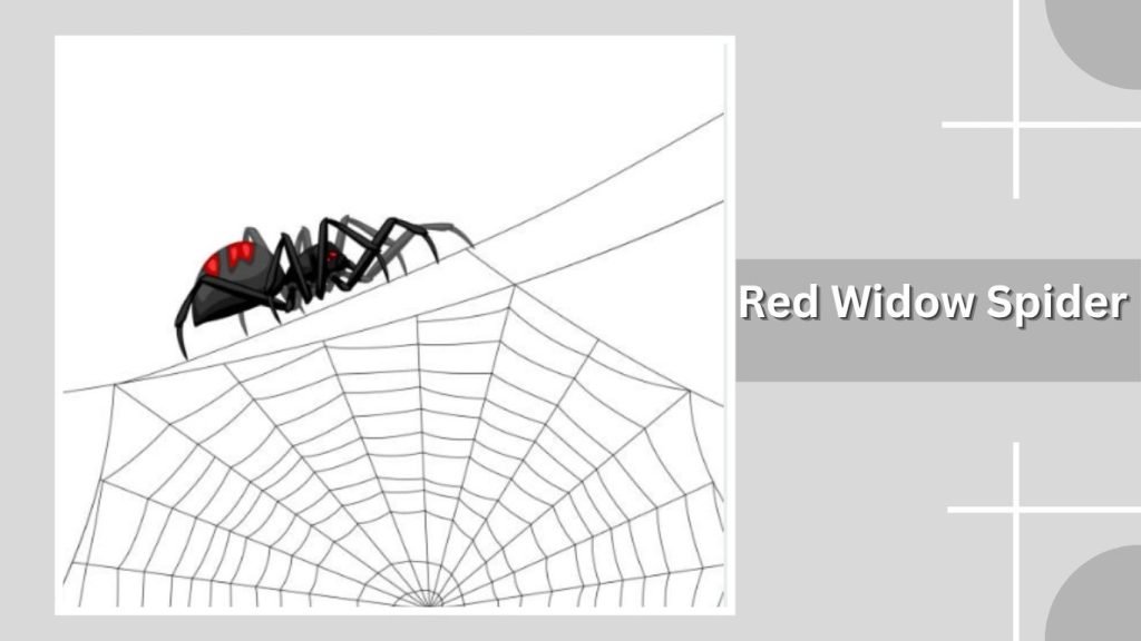 Red Widow Spider