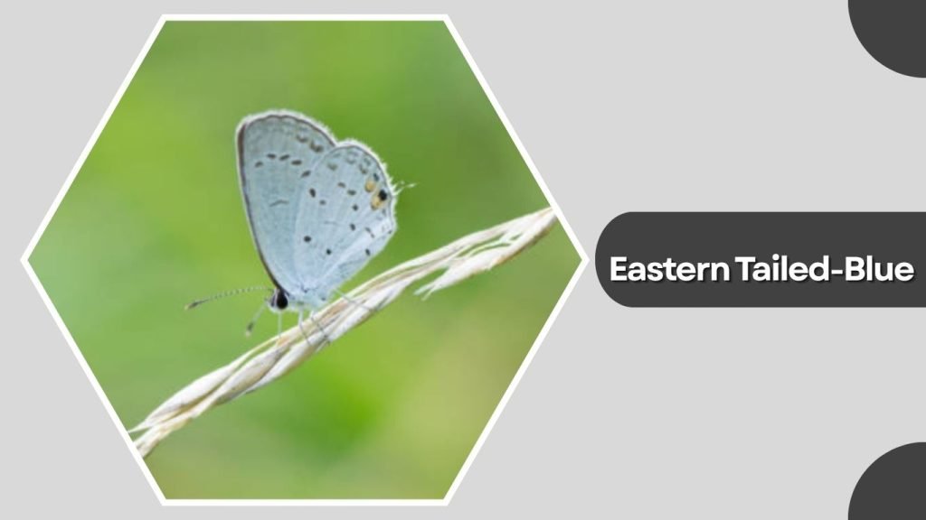  Eastern Tailed-Blue