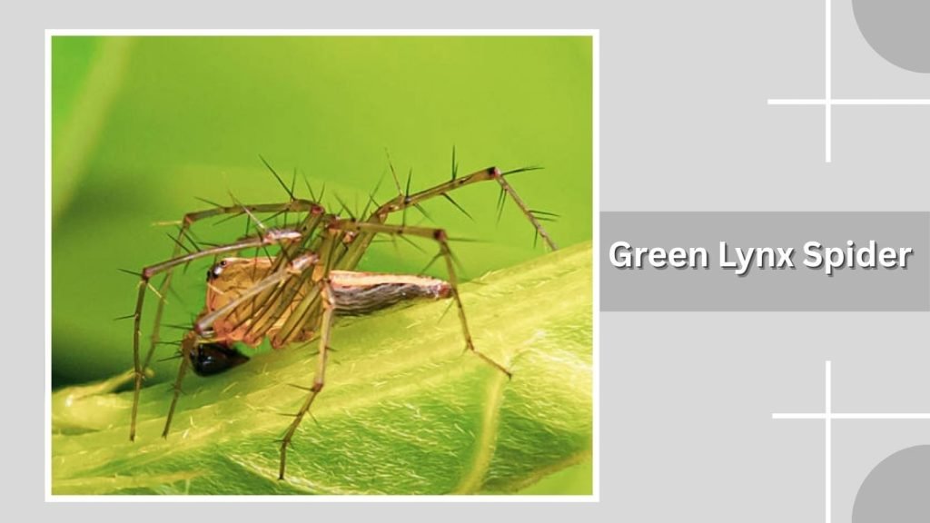 Green Lynx Spider