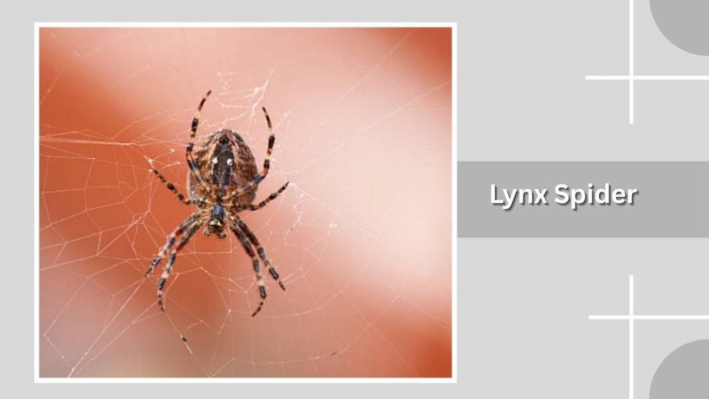  Lynx Spider