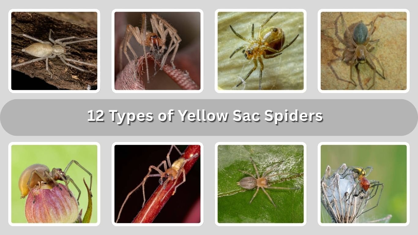 12 Types of Yellow Sac Spiders: Identification with Picture