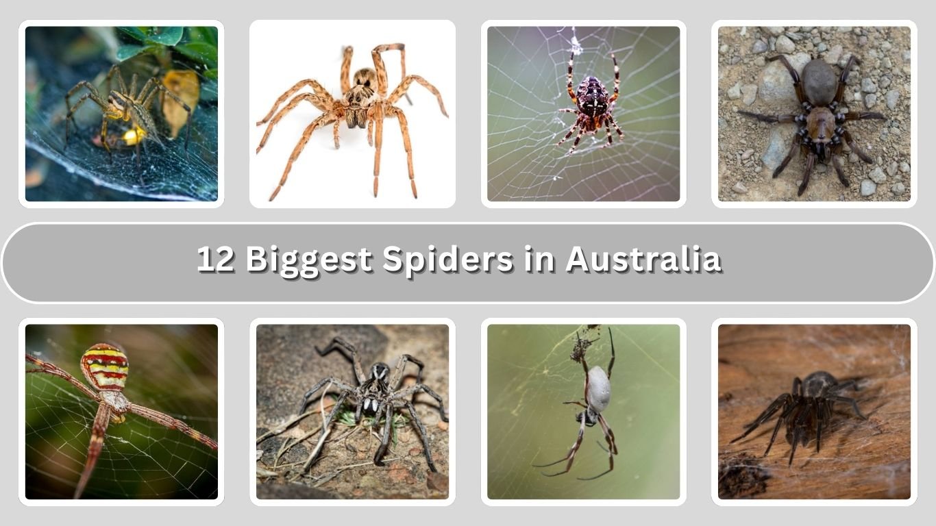 12 Biggest Spiders in Australia: Size, Identification with Pictures