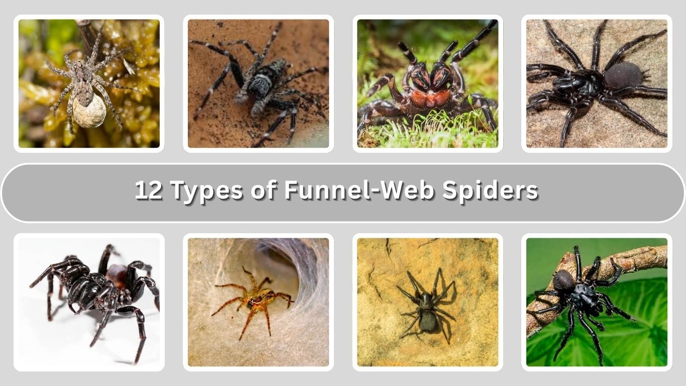 12 Types of Funnel-Web Spiders: Identification with Picture
