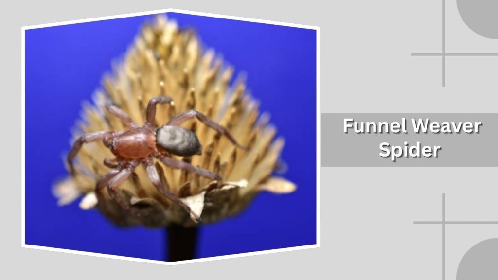 Funnel Weaver Spider