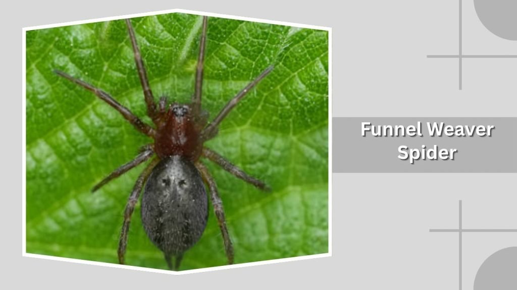 Funnel Weaver Spider