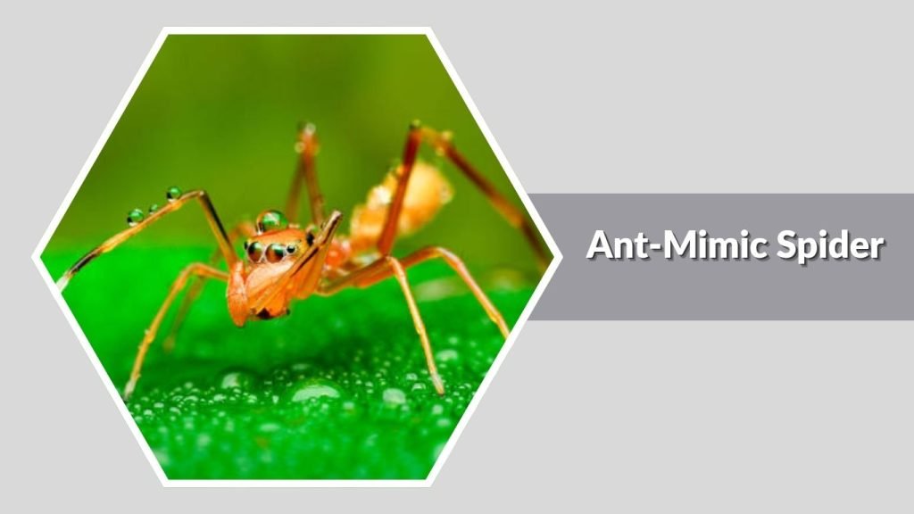 Ant-Mimic Spider