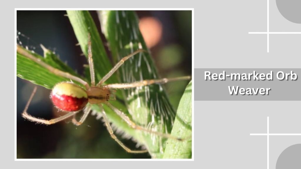 Red-marked Orb Weaver