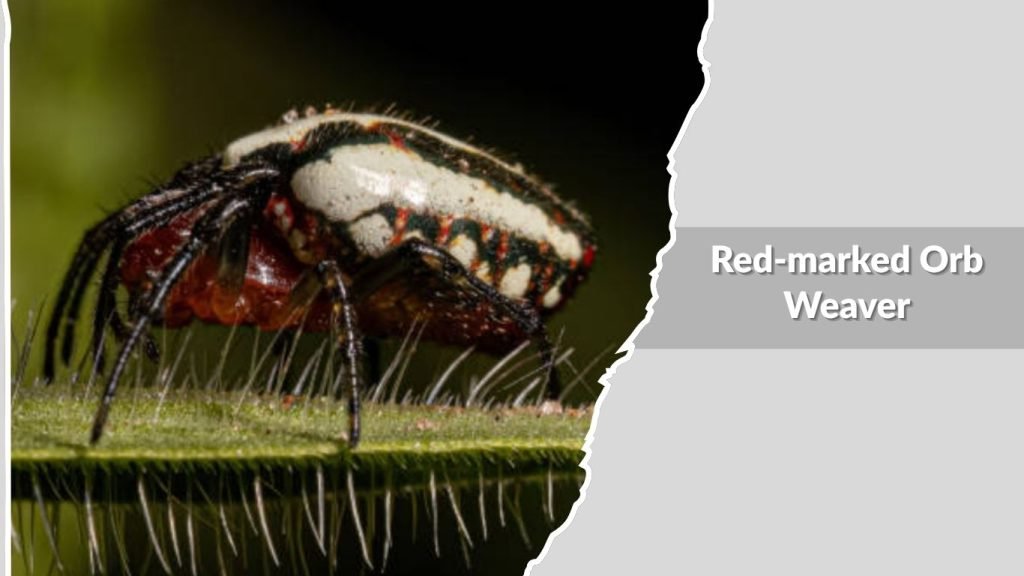 Red-marked Orb Weaver