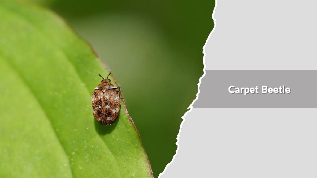 Carpet Beetle