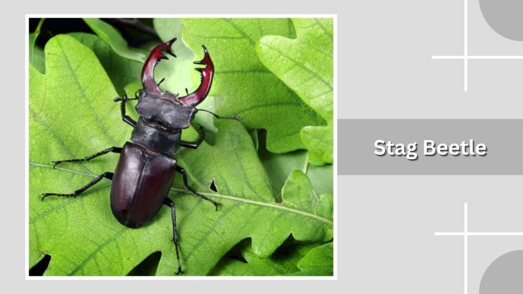 Stag Beetle