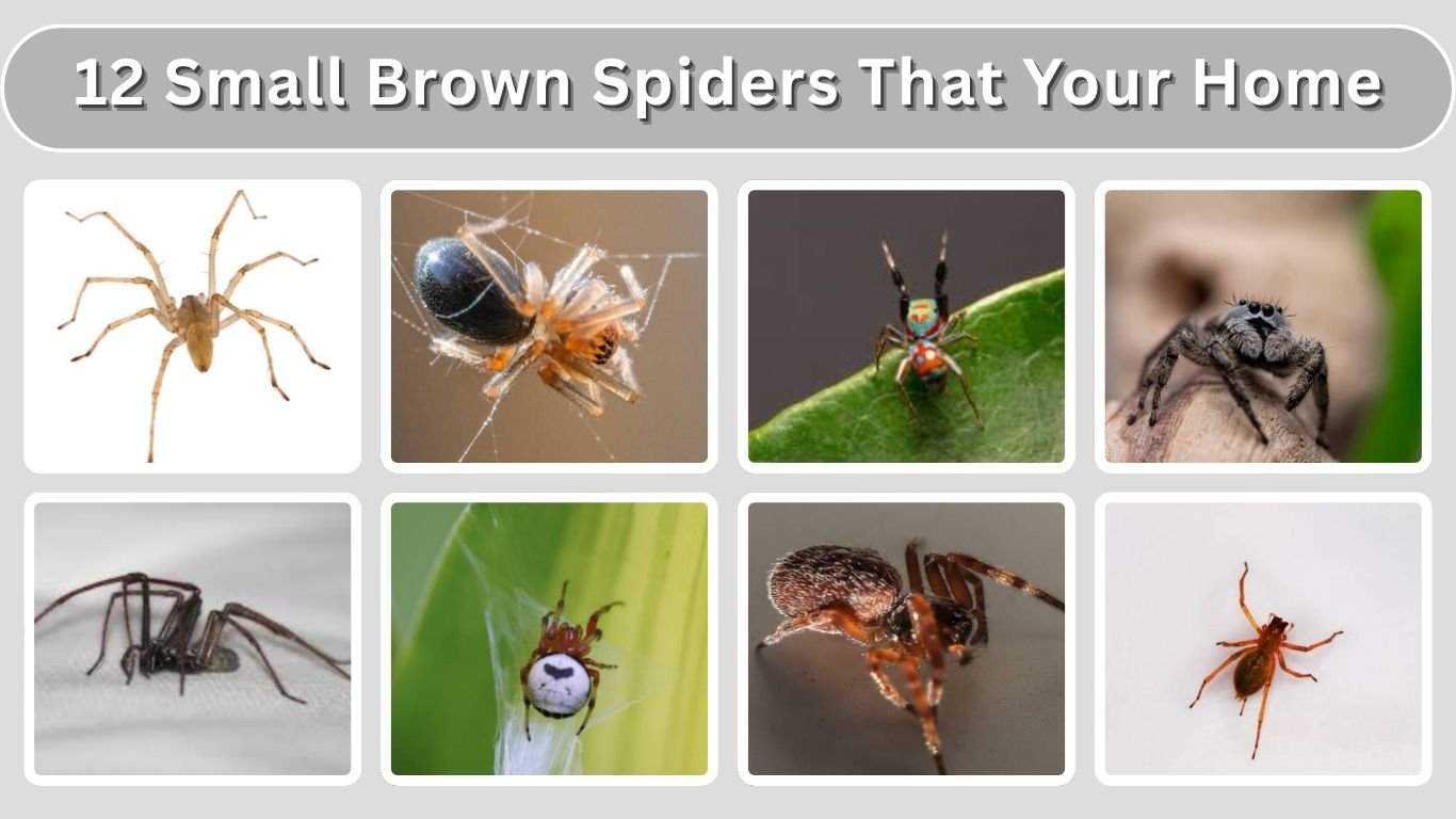 12 Small Brown Spiders That Your Home (ID with Picture)