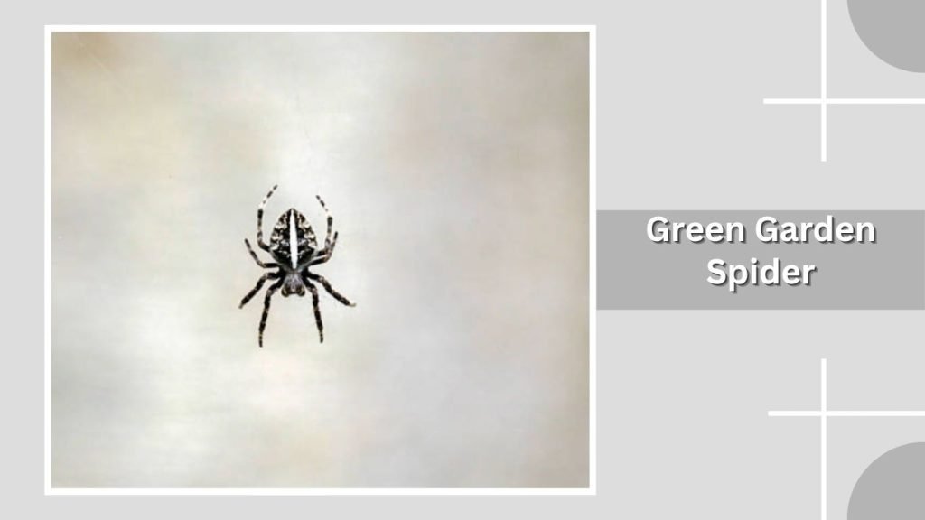  Green Garden Spider