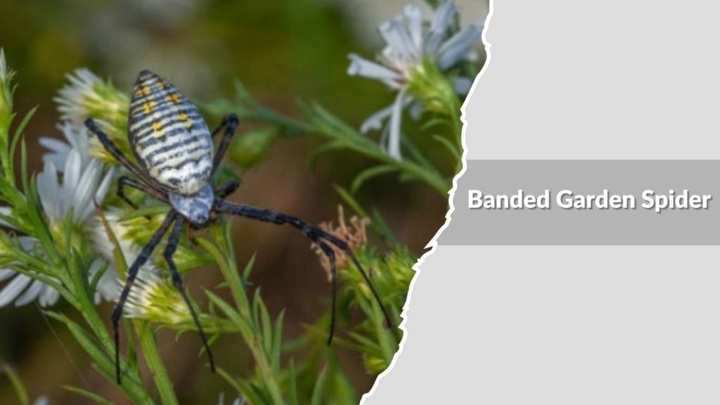Banded Garden Spider