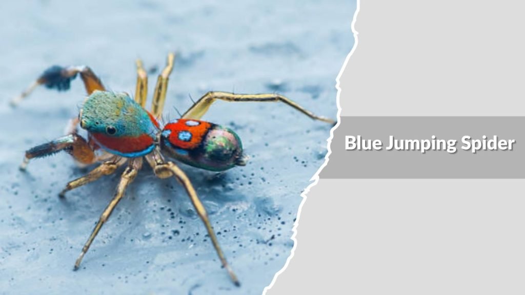 Blue Jumping Spider