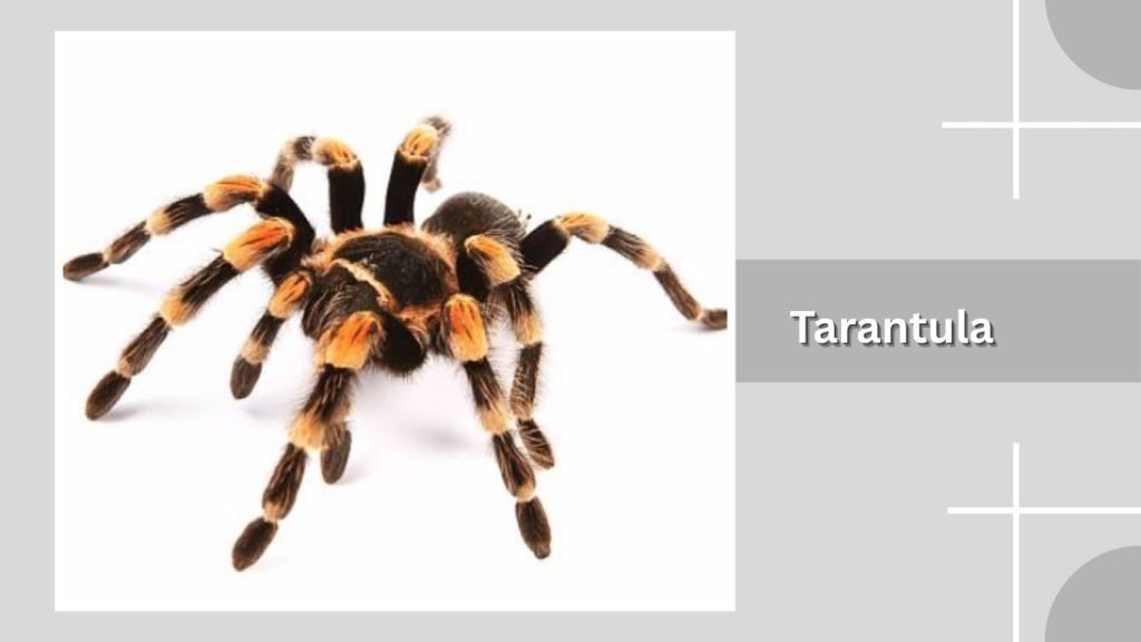 Tarantula
