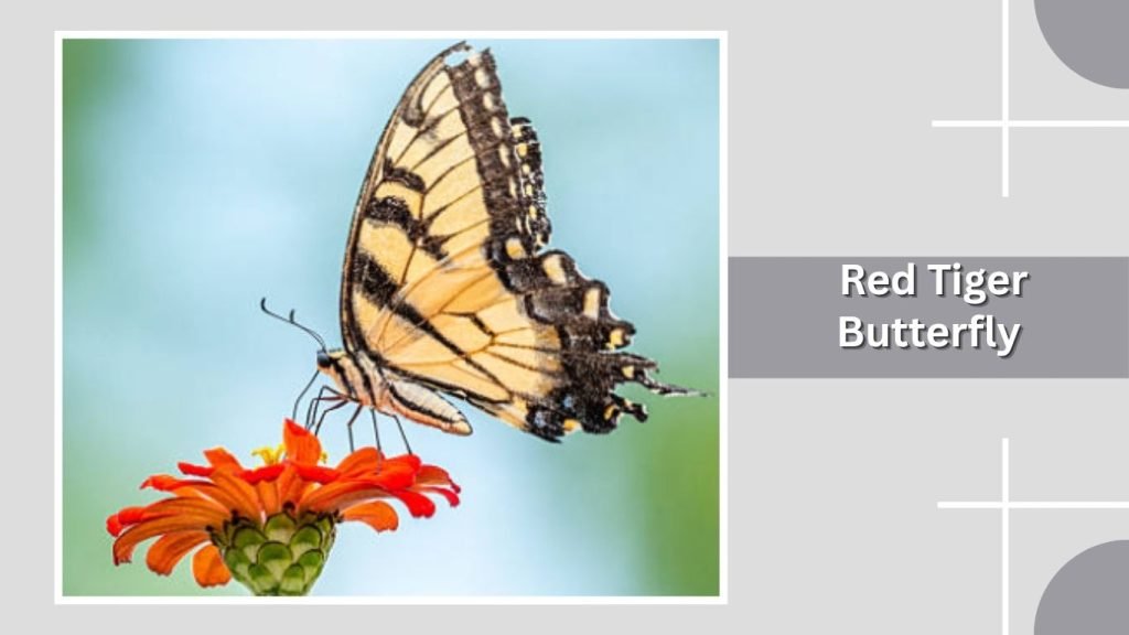 Red Tiger Butterfly