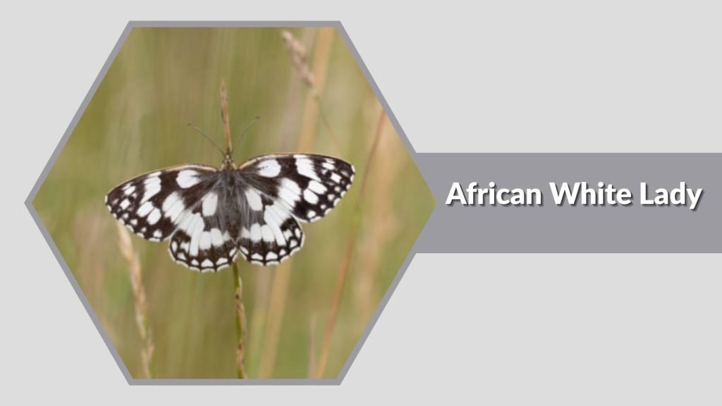African White Lady