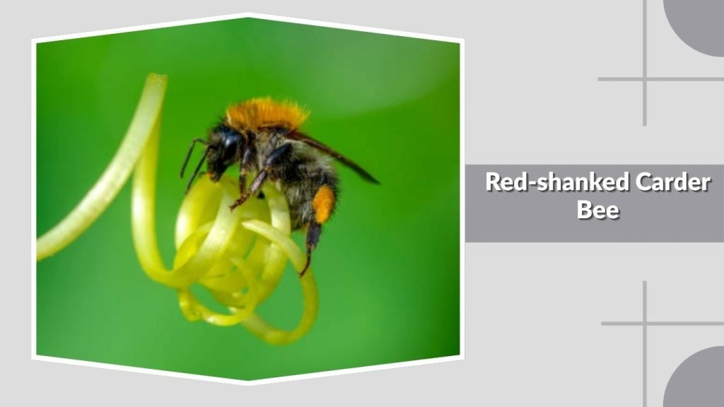 Red-shanked Carder Bee