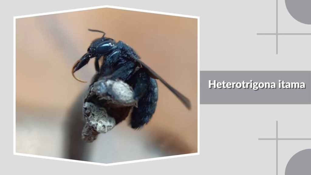 Heterotrigona itama