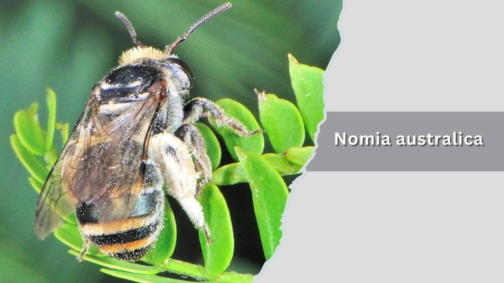 Nomia australica