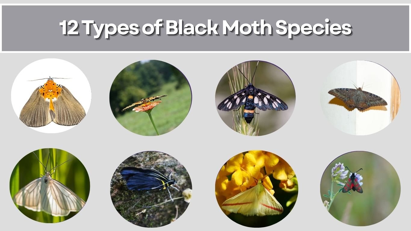 12 Types of Black Moth Species: Identification with Pictures 