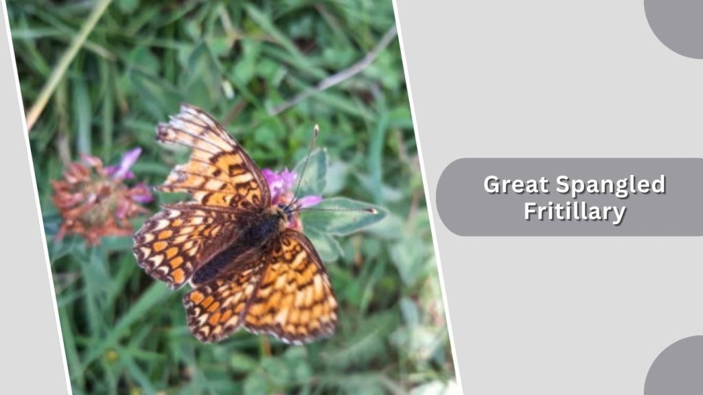 Great Spangled Fritillary