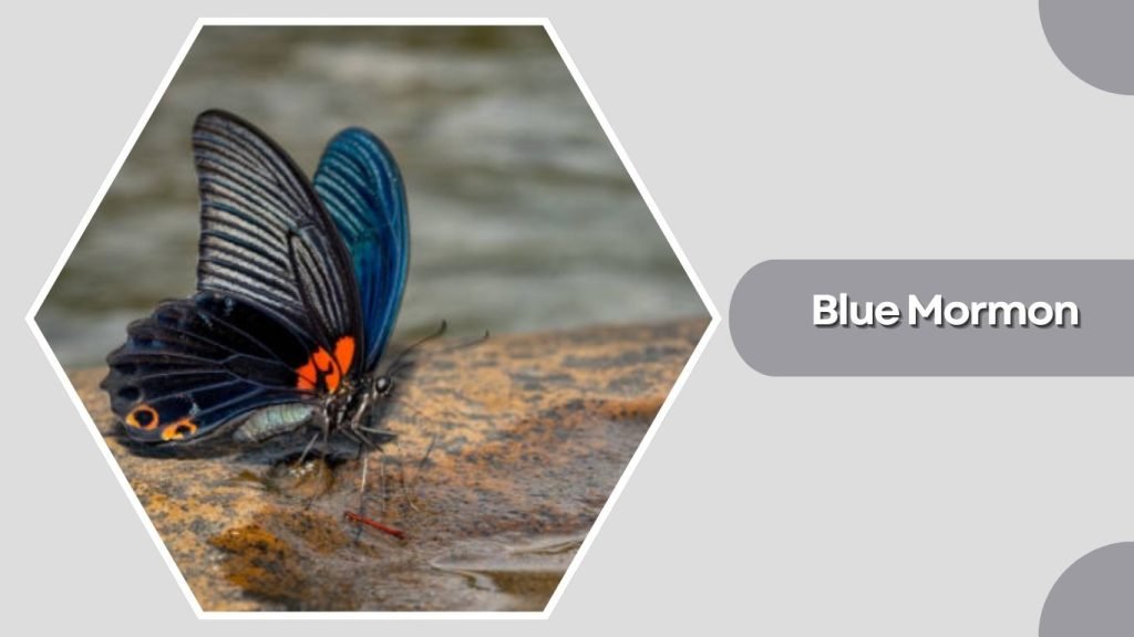  Blue Mormon
