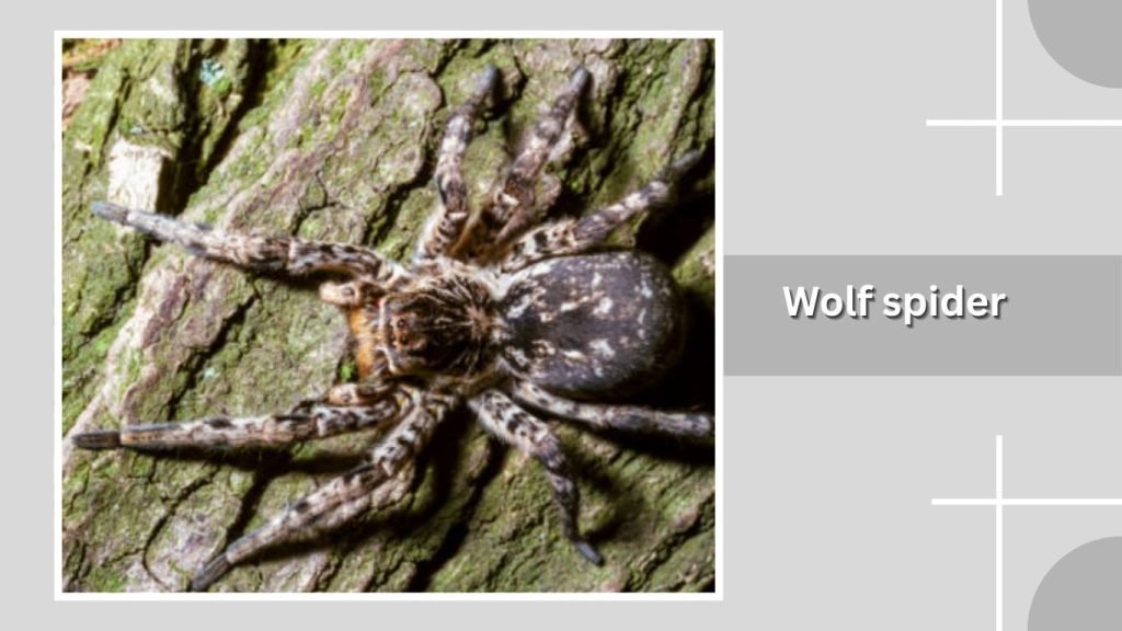 Wolf spider
