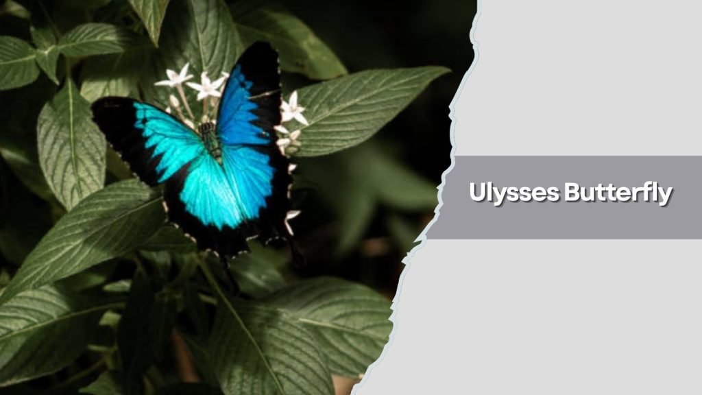 Ulysses Butterfly