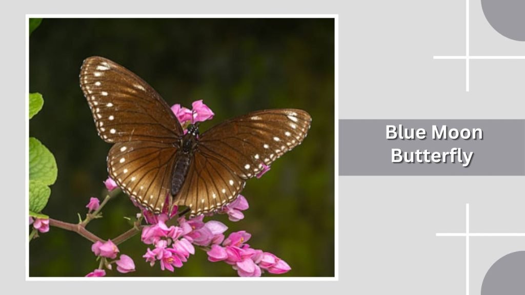 Blue Moon Butterfly