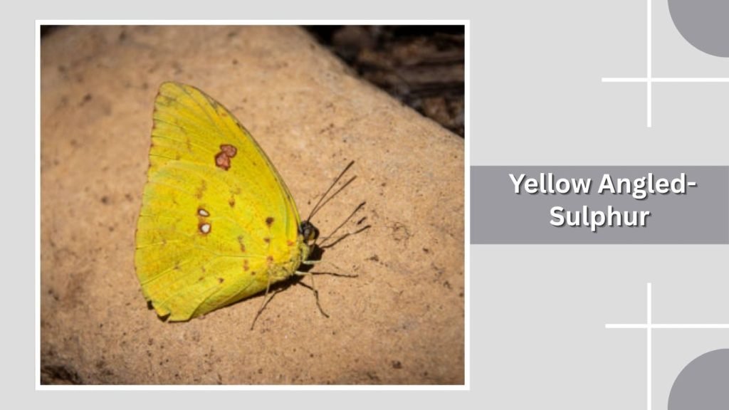  Yellow Angled-Sulphur