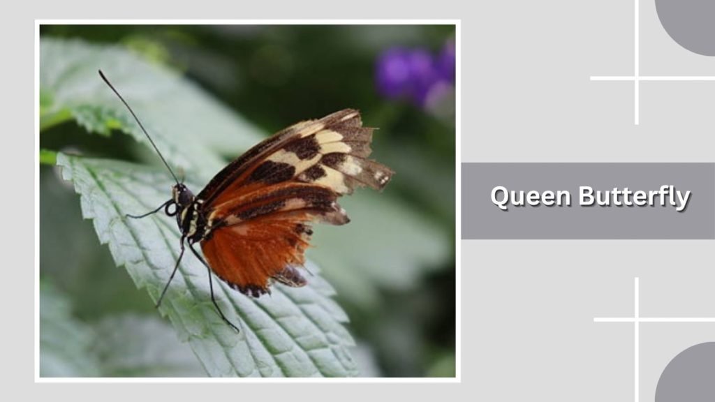 Queen Butterfly