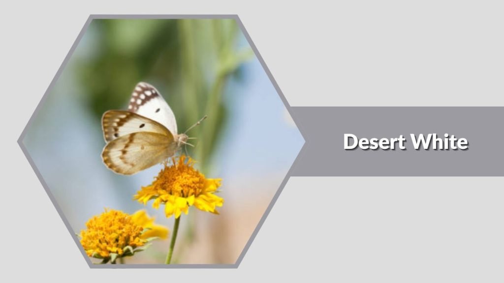 Desert White