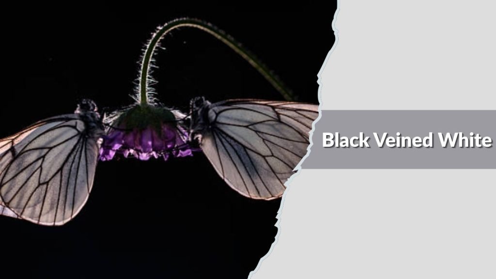 Black Veined White