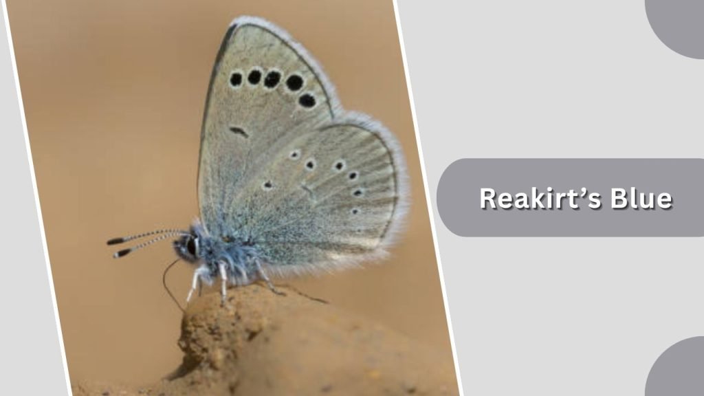  Reakirt’s Blue