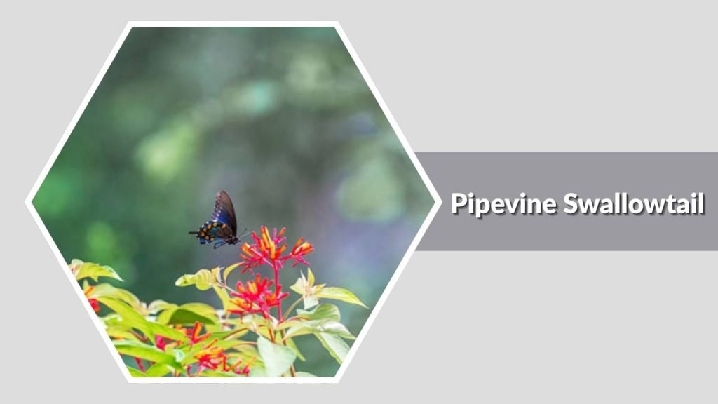 Pipevine Swallowtail