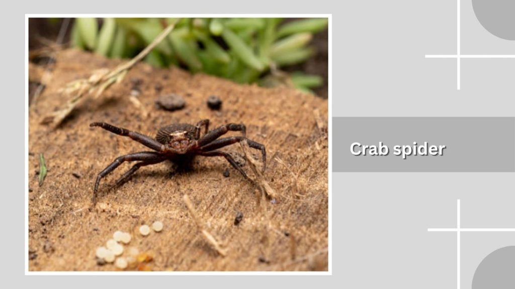 Crab spider