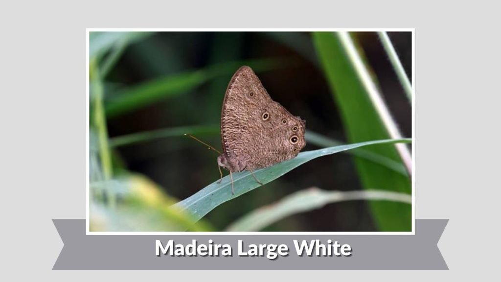Madeira Large White