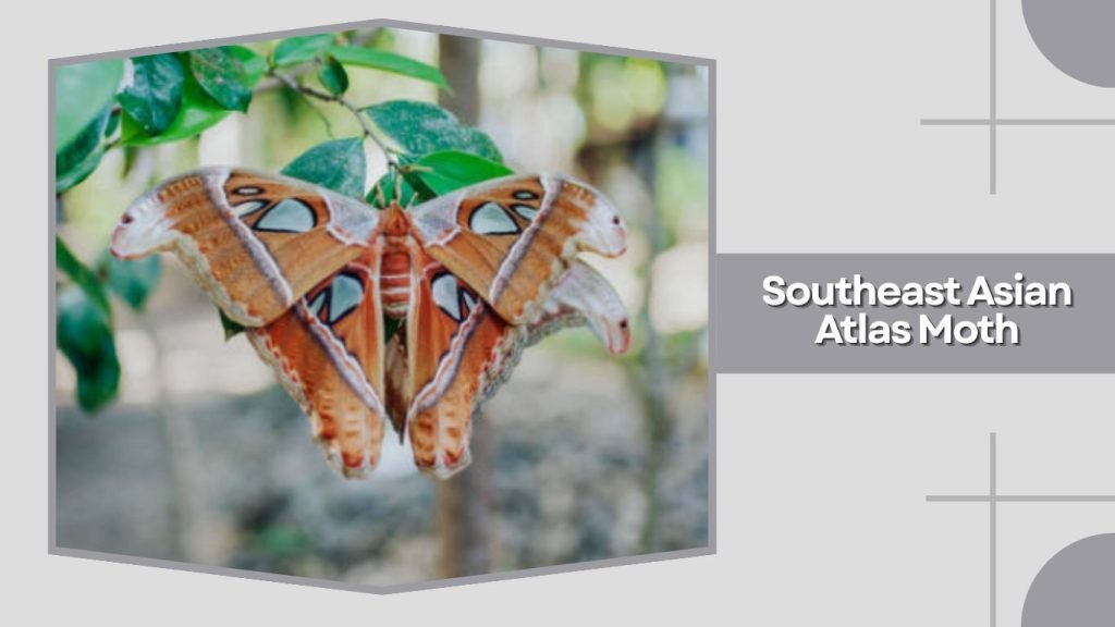 Southeast Asian Atlas Moth